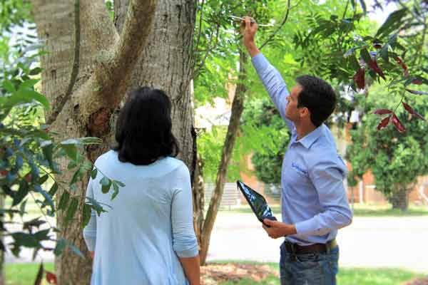 Arborist Consultation