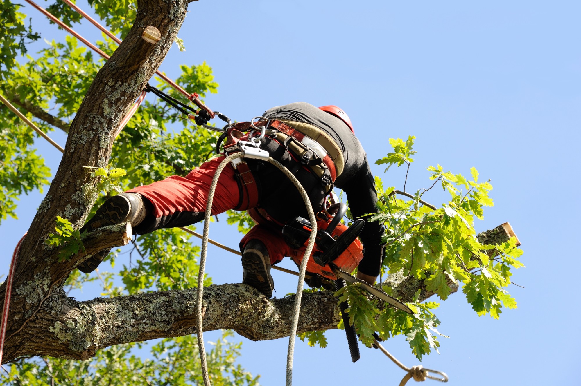 Commercial Tree Services