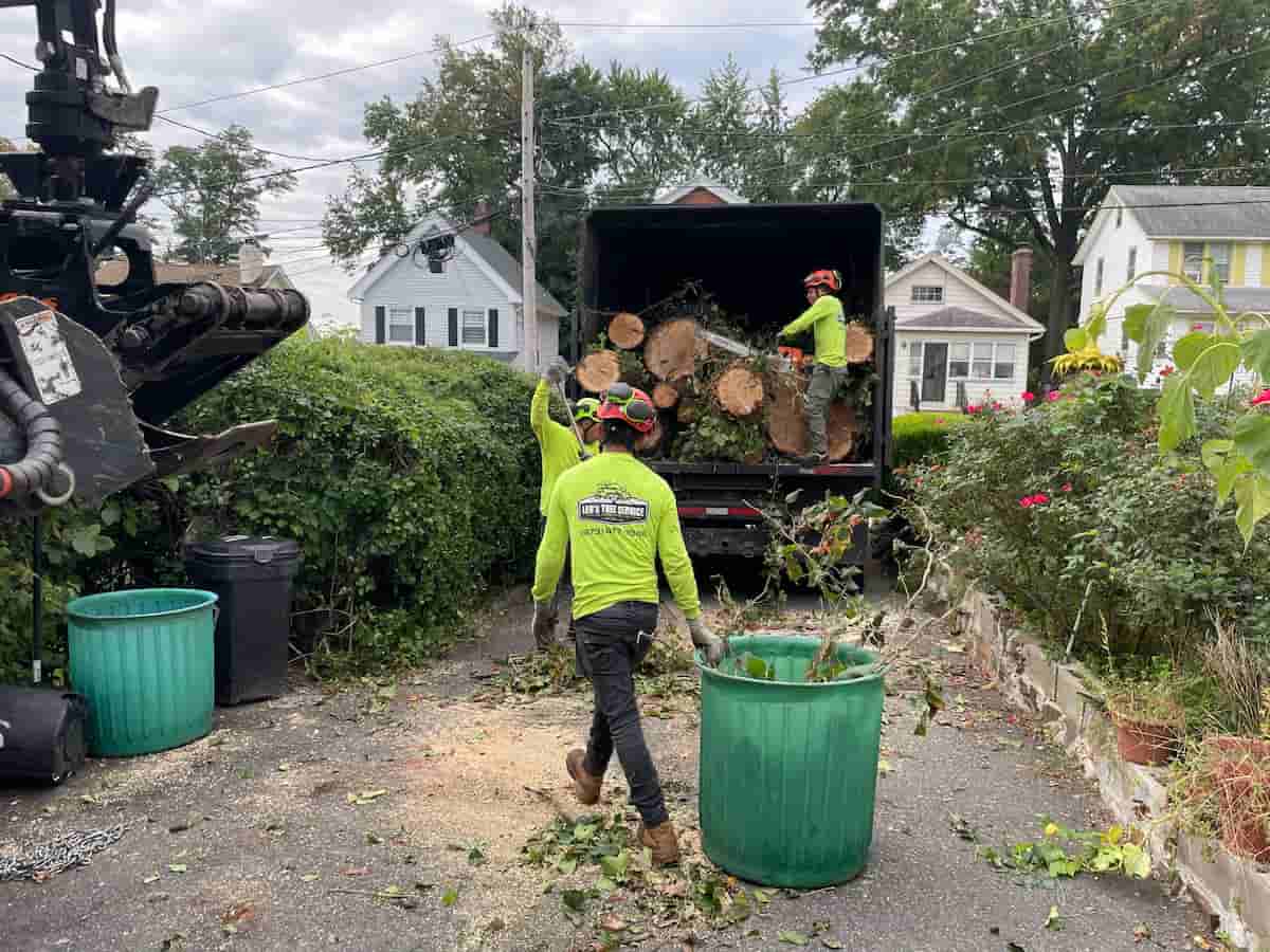Skyline Tree Care recent project
