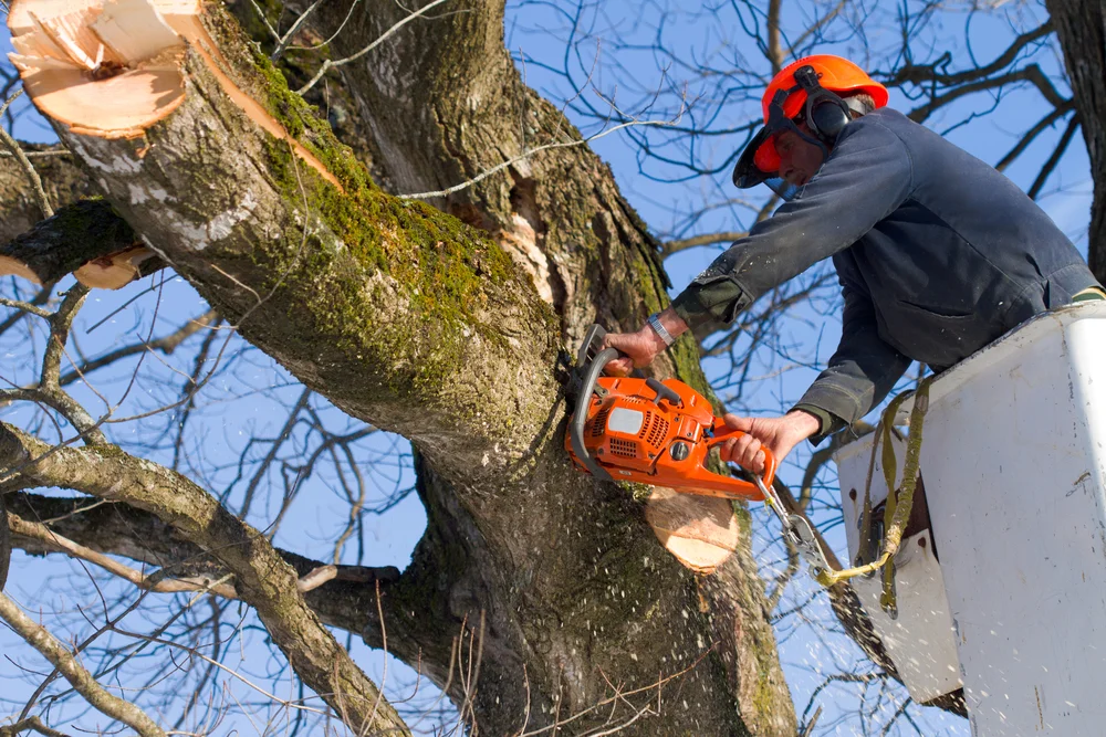 Skyline Tree Care recent project