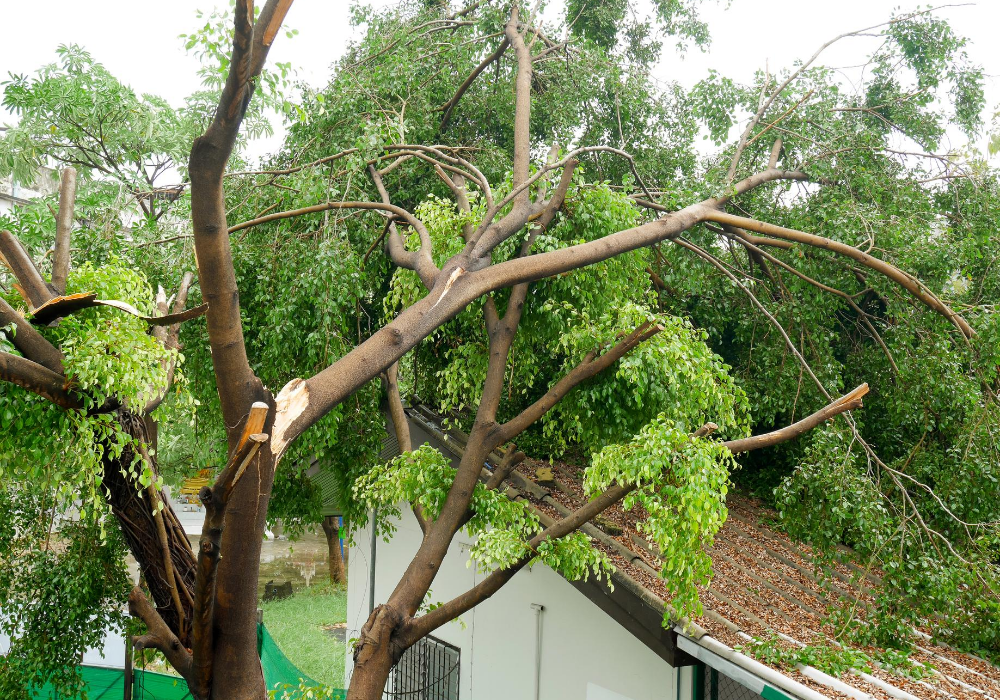 Skyline Tree Care recent project