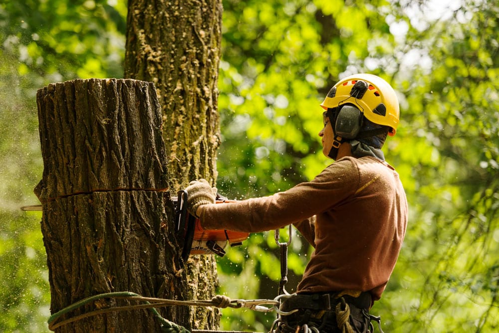 Skyline Tree Care recent project