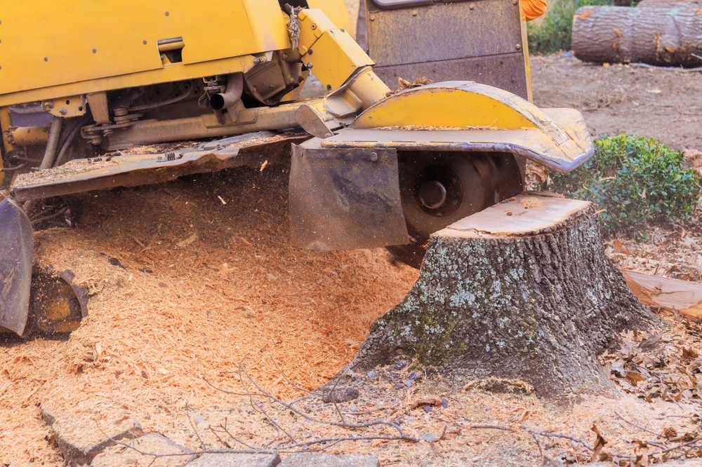 Tree Stump Grinding and Removal