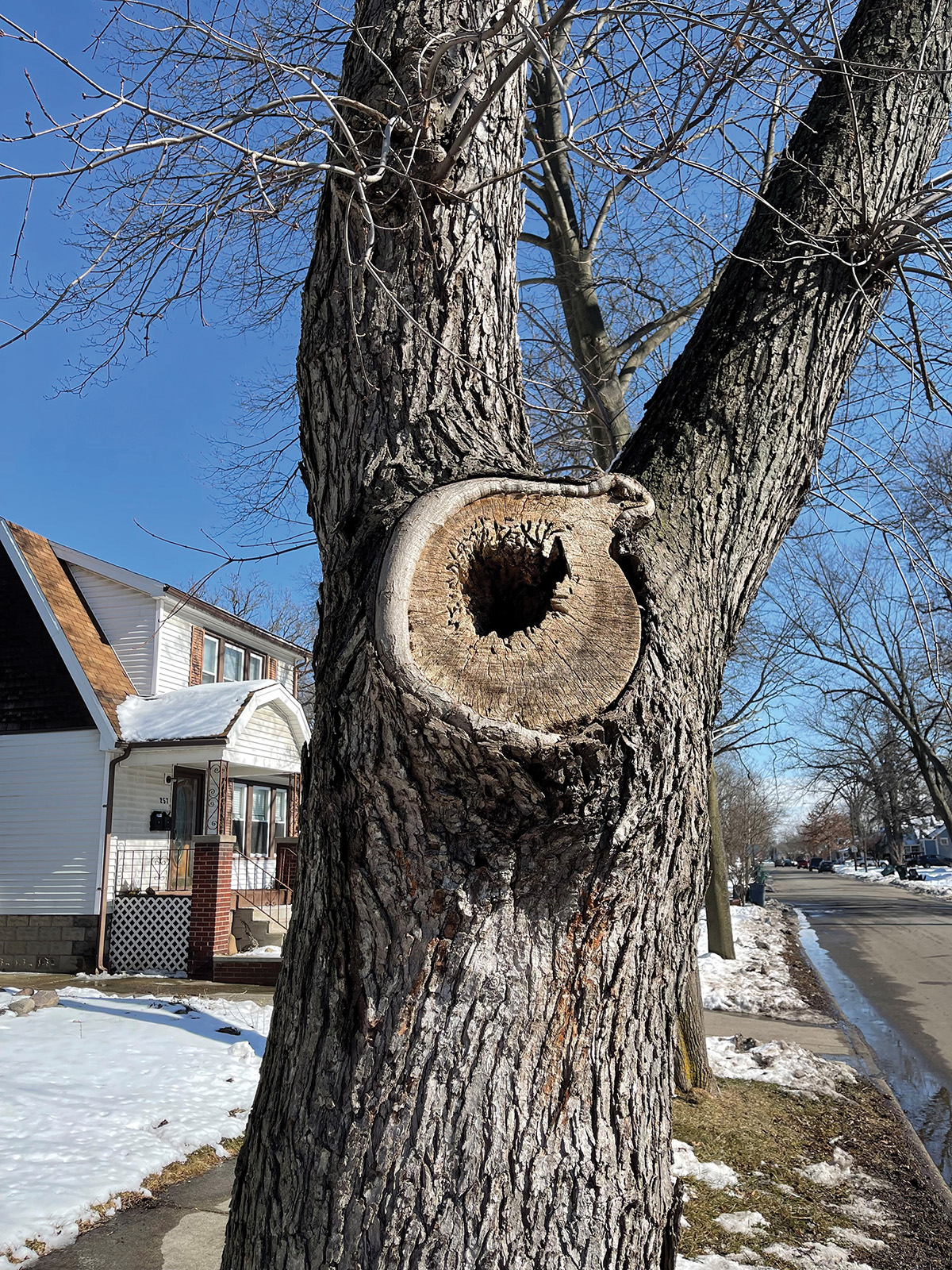 Tree decay close up