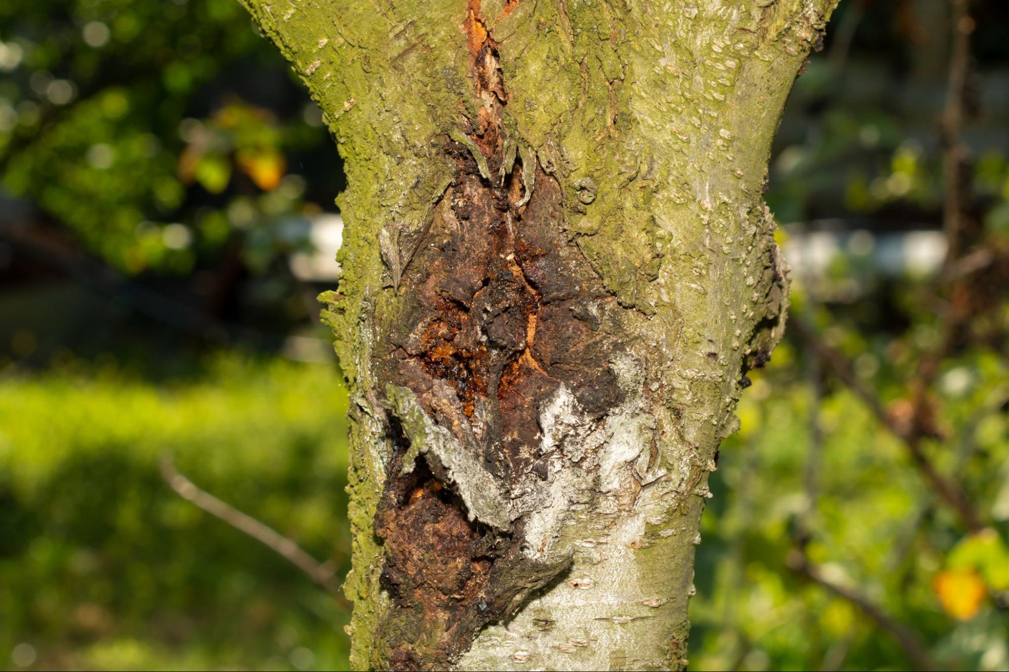 Tree disease inspection