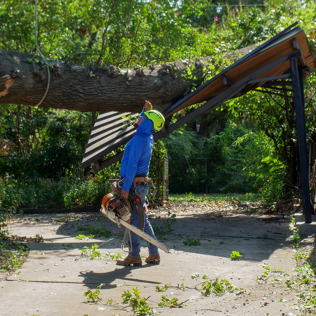 Storm damaged tree in Buffalo NY