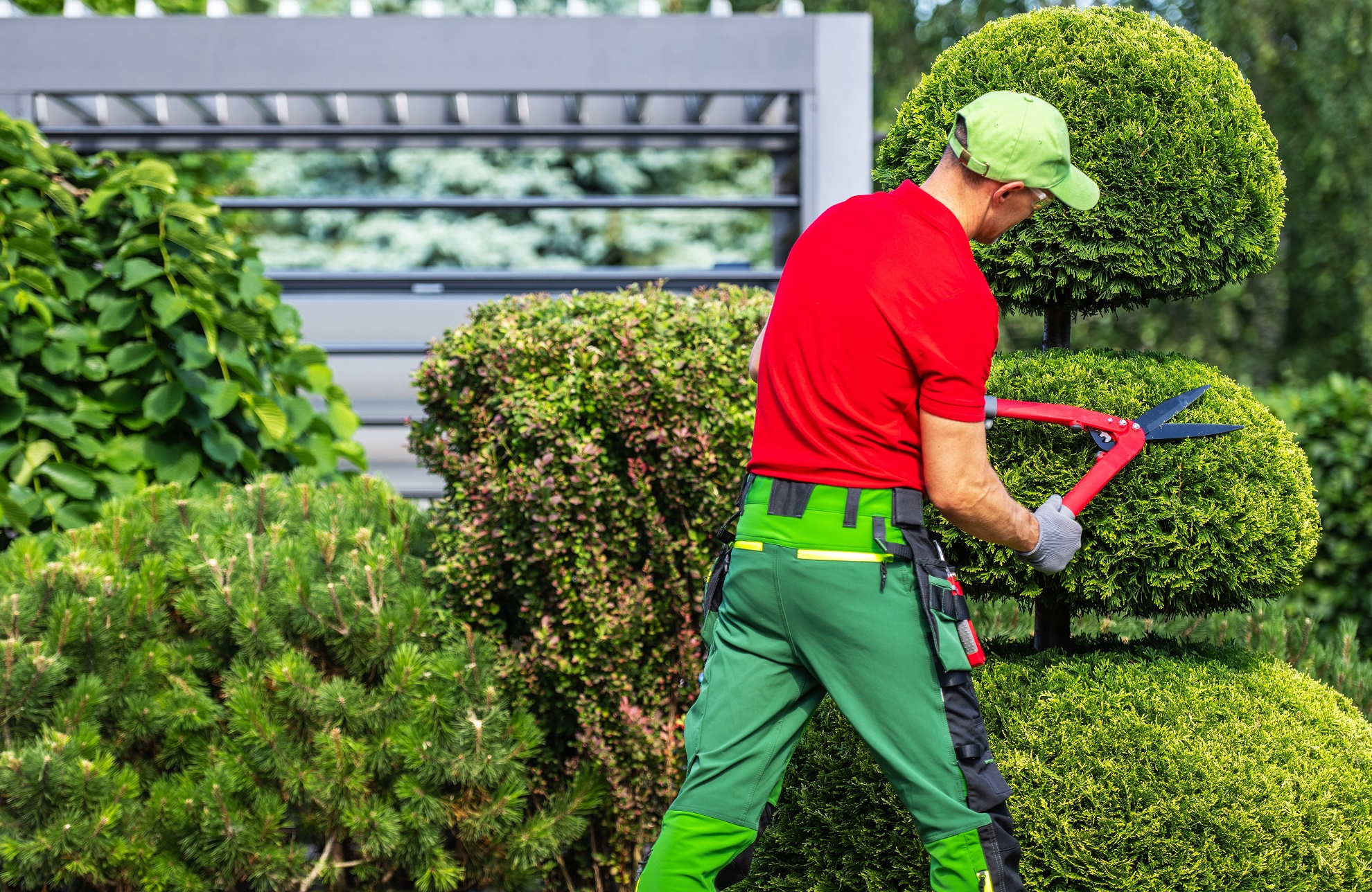 Tree Trimming & Pruning