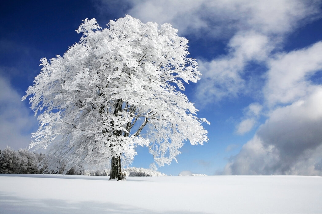 Buffalo winter tree care